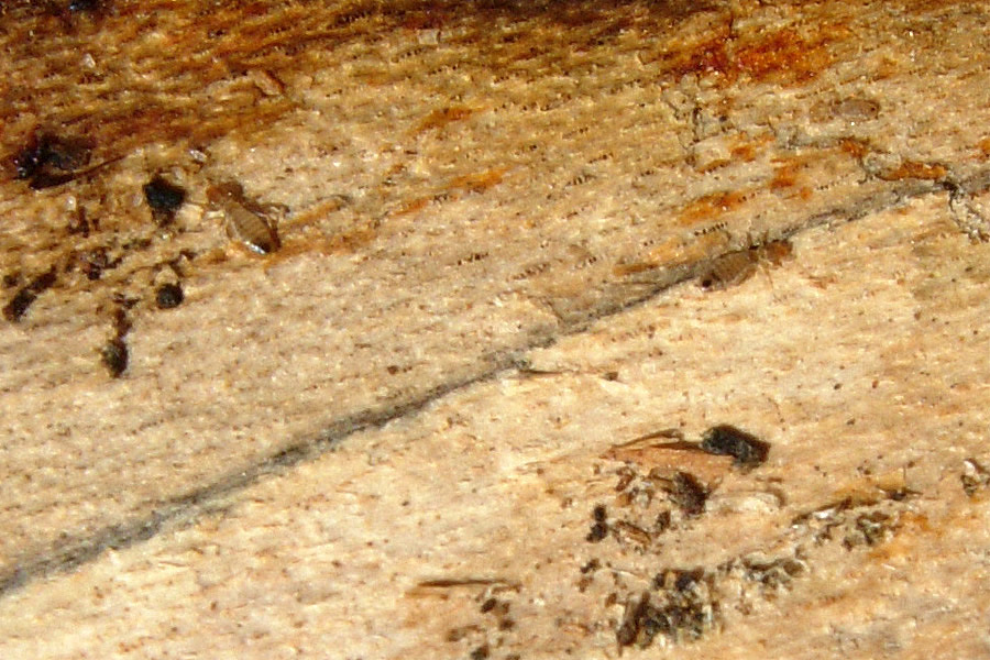 Psocotteri